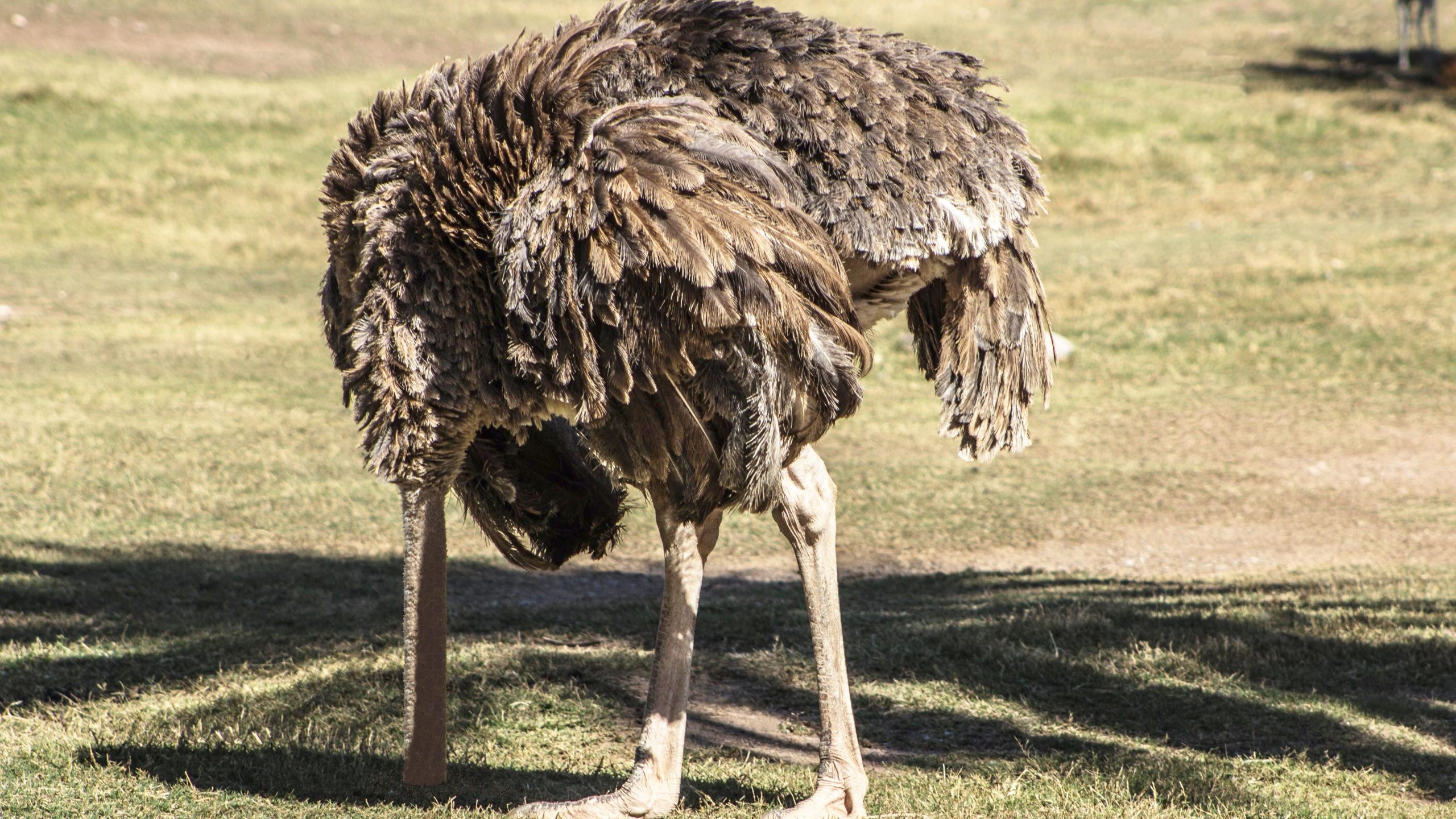 strucc homokba dugja a fejét háború riogatás pszichózis valóság