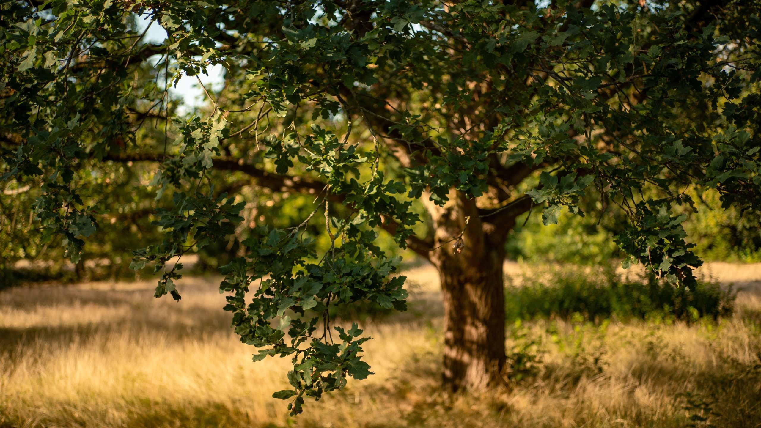 fa gyökér törzs lomb lombkorona